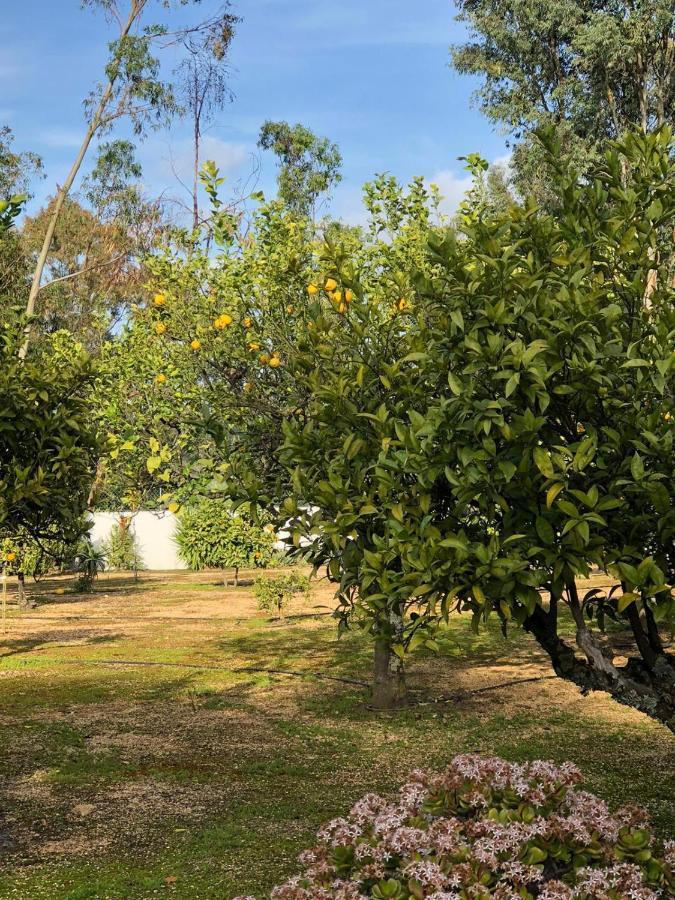 Quinta Verde Αλμπουφέιρα Εξωτερικό φωτογραφία