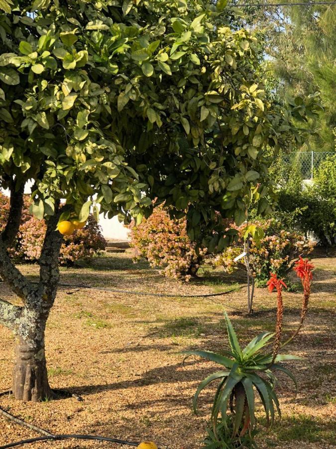 Quinta Verde Αλμπουφέιρα Εξωτερικό φωτογραφία