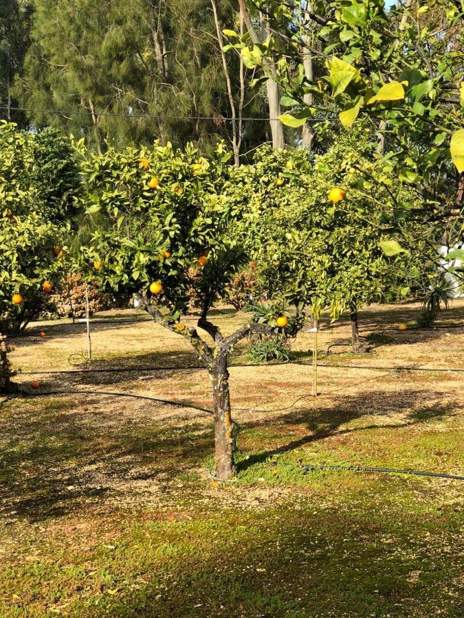 Quinta Verde Αλμπουφέιρα Εξωτερικό φωτογραφία